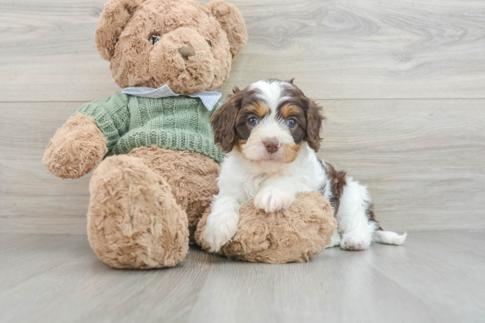 Friendly Cavapoo Baby