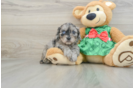 Best Cavapoo Baby