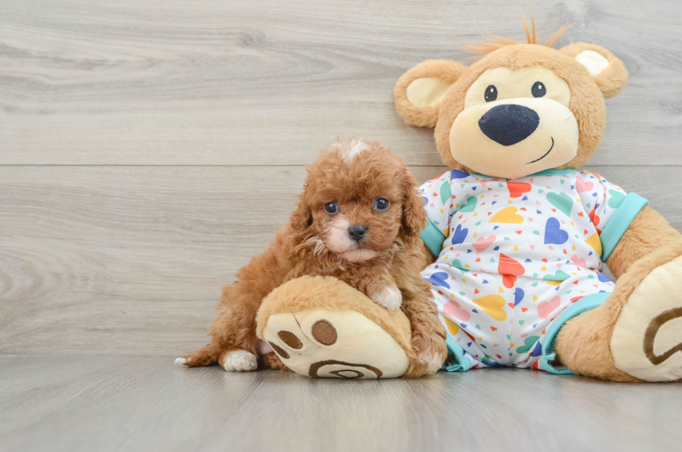 6 week old Cavapoo Puppy For Sale - Premier Pups