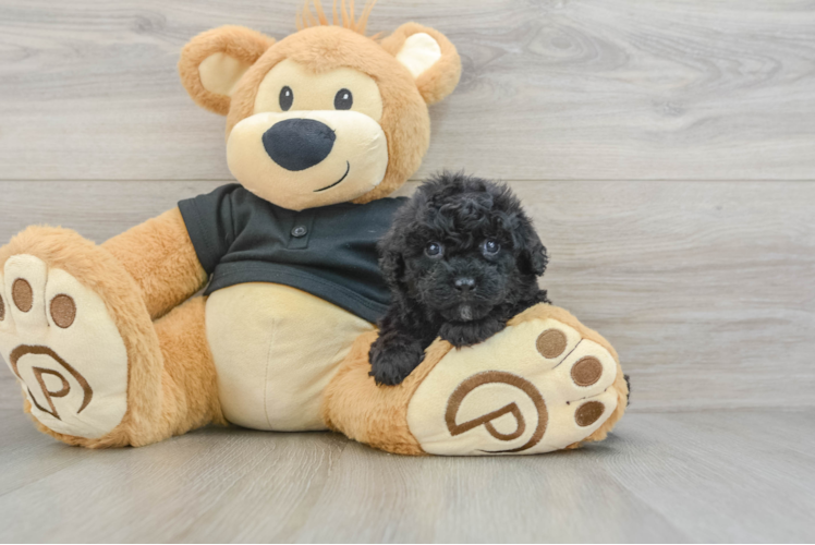 Cavapoo Pup Being Cute