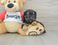 8 week old Cavapoo Puppy For Sale - Premier Pups
