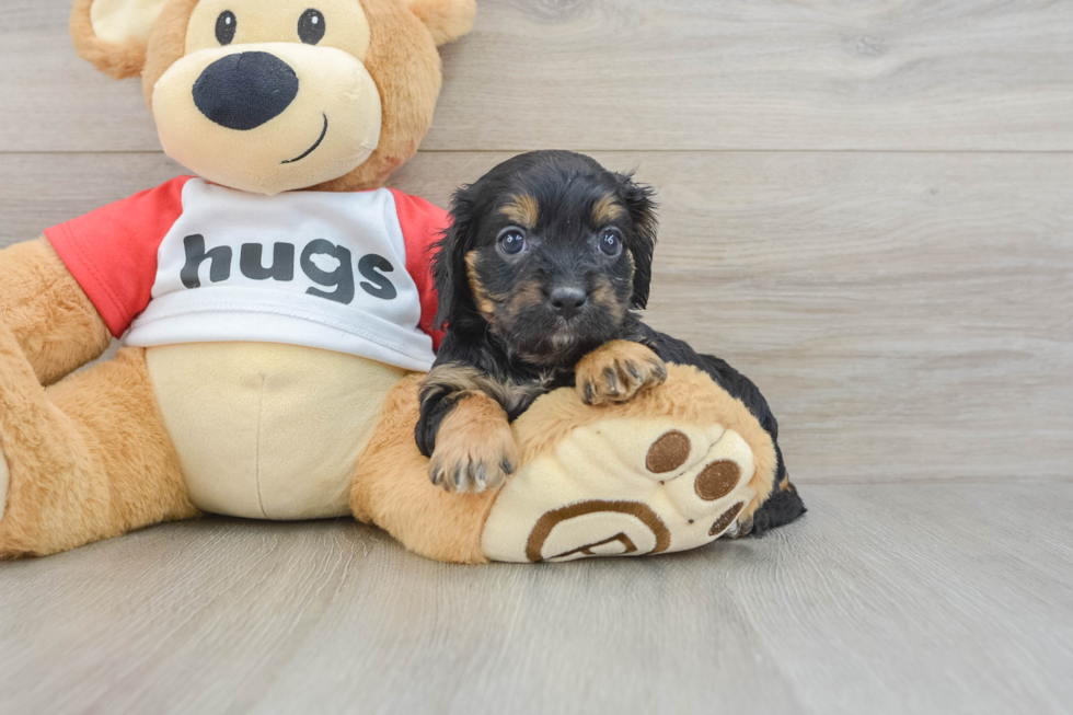 Petite Cavapoo Poodle Mix Pup