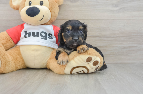 Petite Cavapoo Poodle Mix Pup