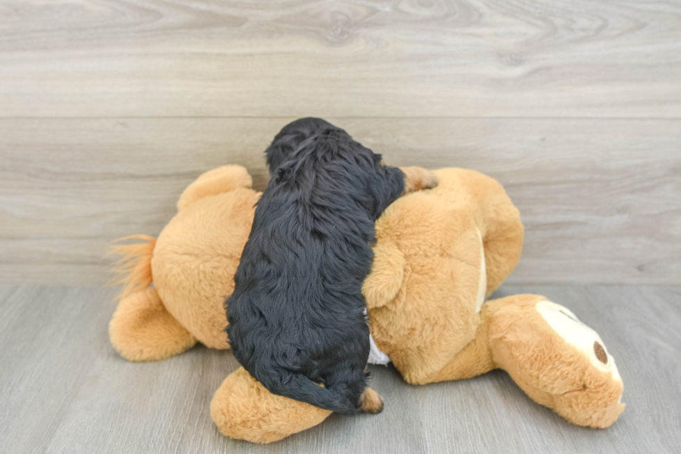 Cavapoo Pup Being Cute