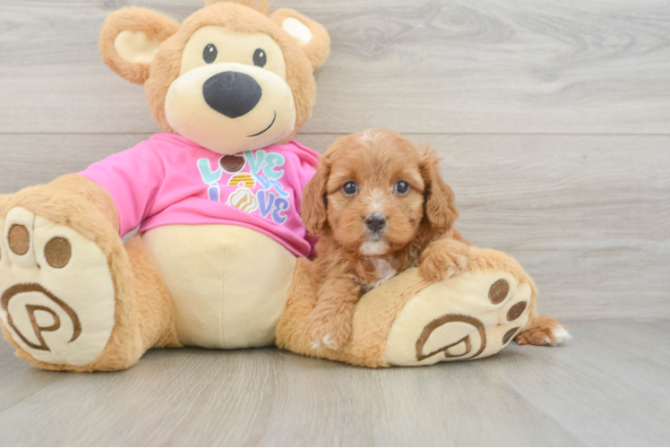 Energetic Cavoodle Poodle Mix Puppy