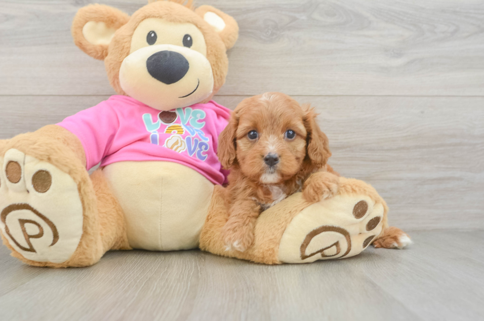 5 week old Cavapoo Puppy For Sale - Premier Pups