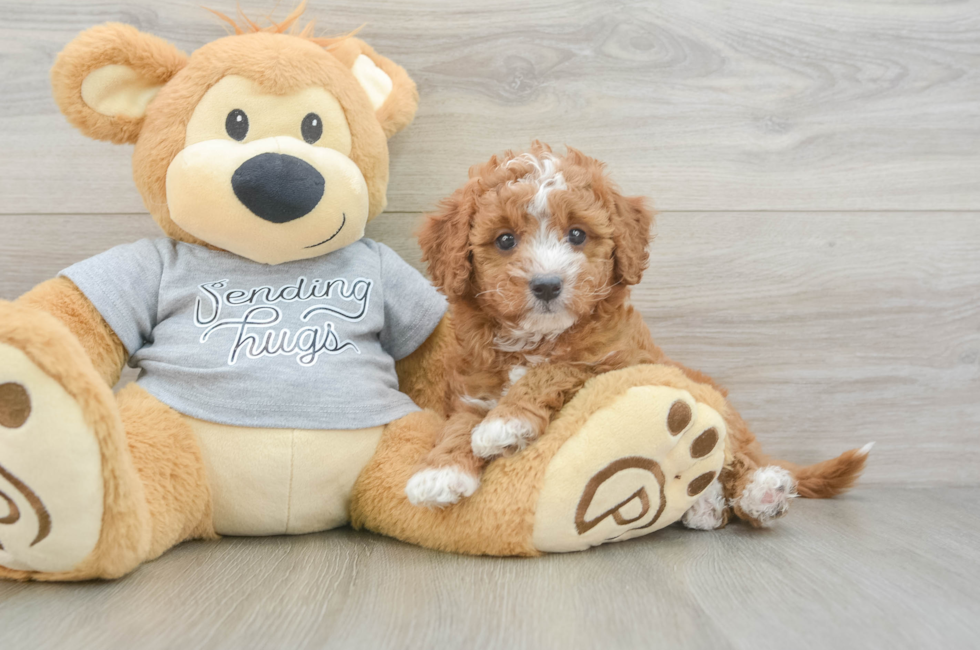 6 week old Cavapoo Puppy For Sale - Premier Pups