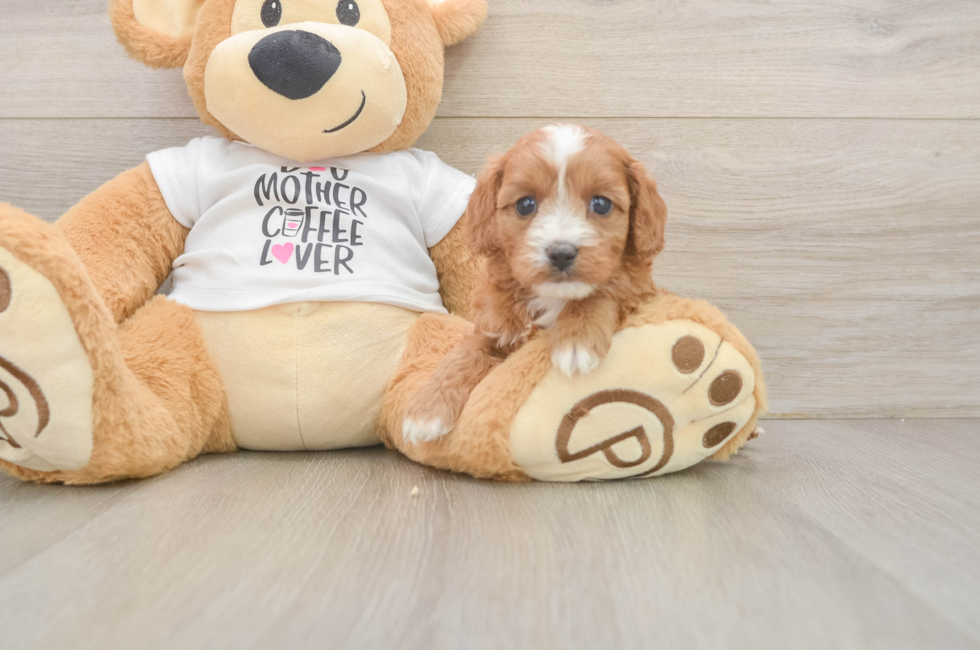 5 week old Cavapoo Puppy For Sale - Premier Pups