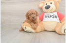Sweet Cavapoo Baby