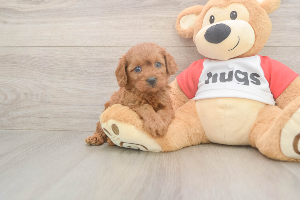 Sweet Cavapoo Baby
