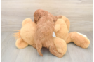 Cavapoo Puppy for Adoption