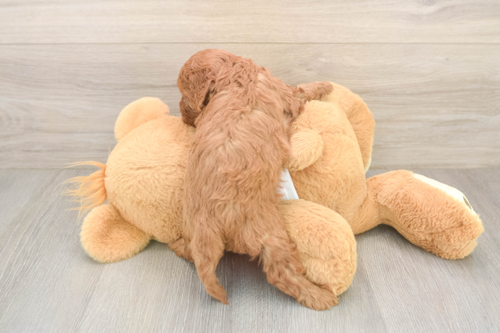 Cavapoo Puppy for Adoption