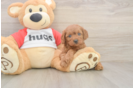 Cavapoo Puppy for Adoption