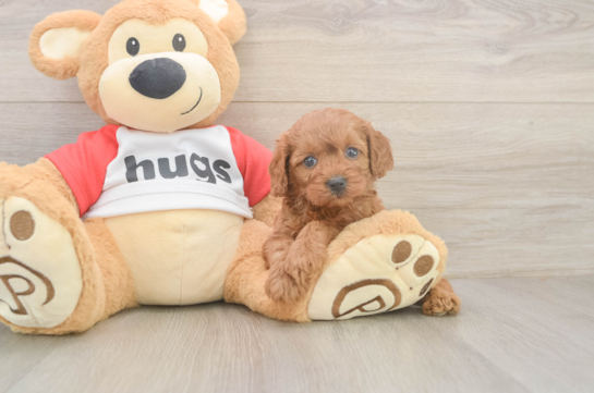 Cavapoo Puppy for Adoption