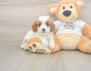 8 week old Cavapoo Puppy For Sale - Premier Pups
