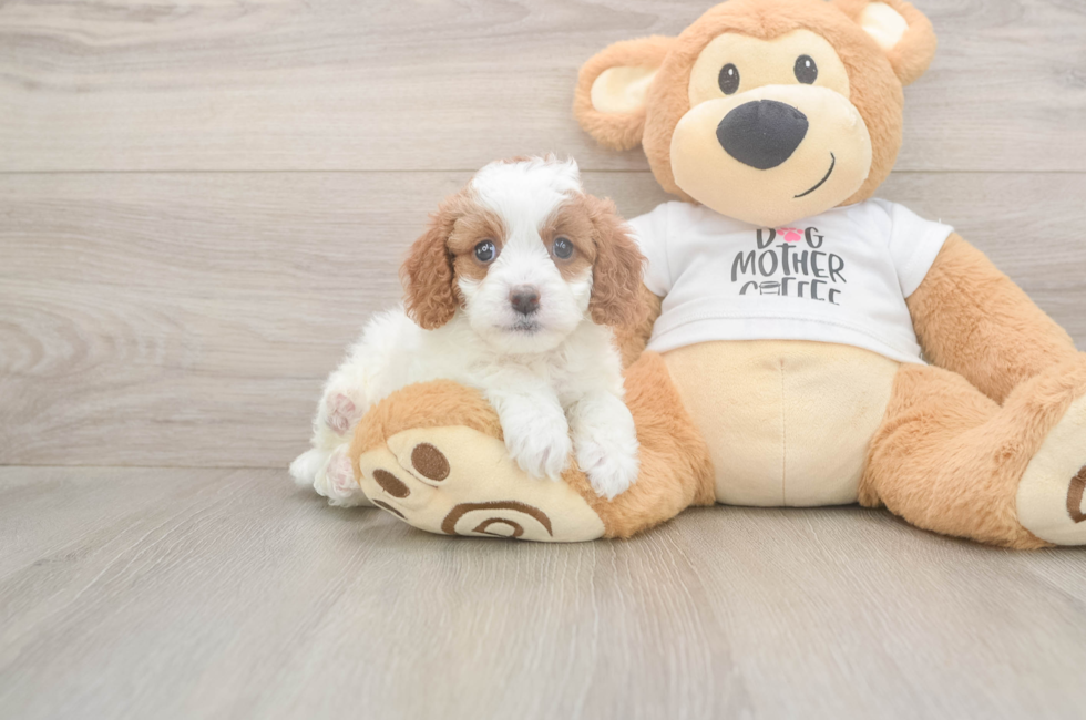 5 week old Cavapoo Puppy For Sale - Premier Pups