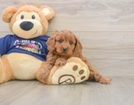 6 week old Cavapoo Puppy For Sale - Premier Pups