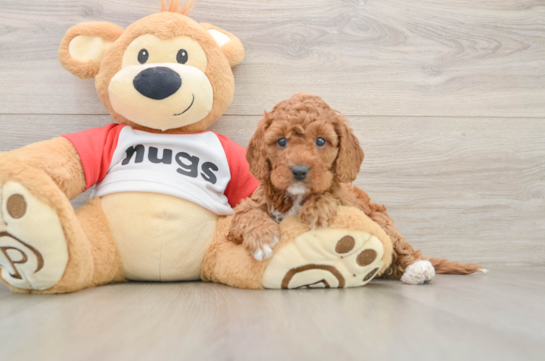 Friendly Cavapoo Baby