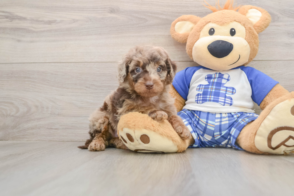 Small Cavapoo Baby
