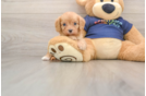 Cavapoo Puppy for Adoption