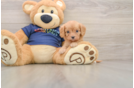 Sweet Cavapoo Baby