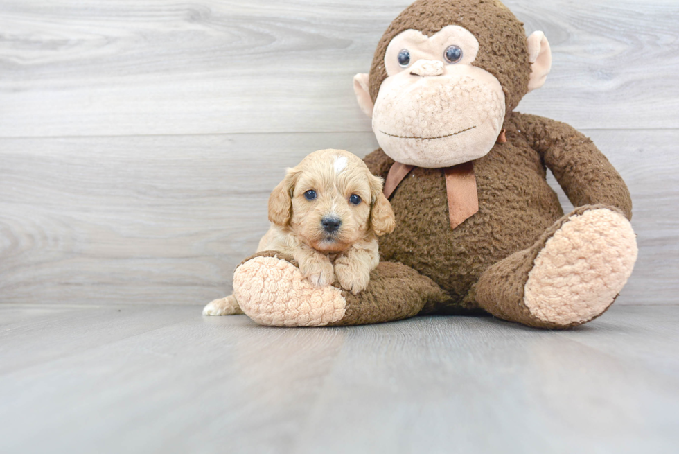 Energetic Cavoodle Poodle Mix Puppy