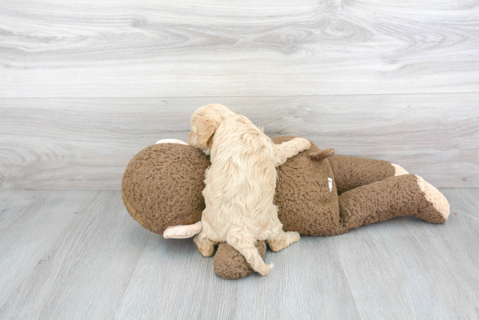 Cavapoo Pup Being Cute