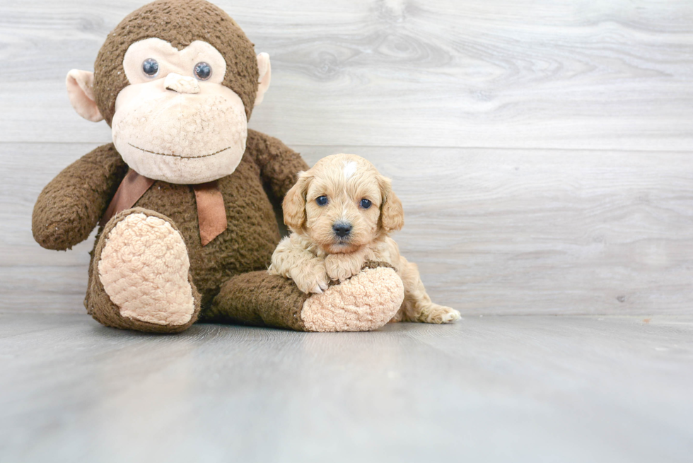 Small Cavapoo Baby