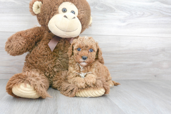 Best Cavapoo Baby