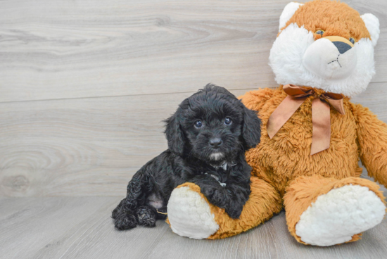 Little Cavoodle Poodle Mix Puppy