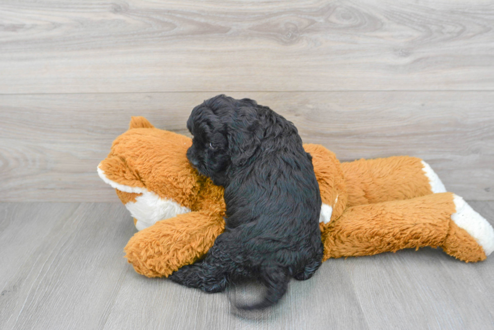 Cavapoo Pup Being Cute