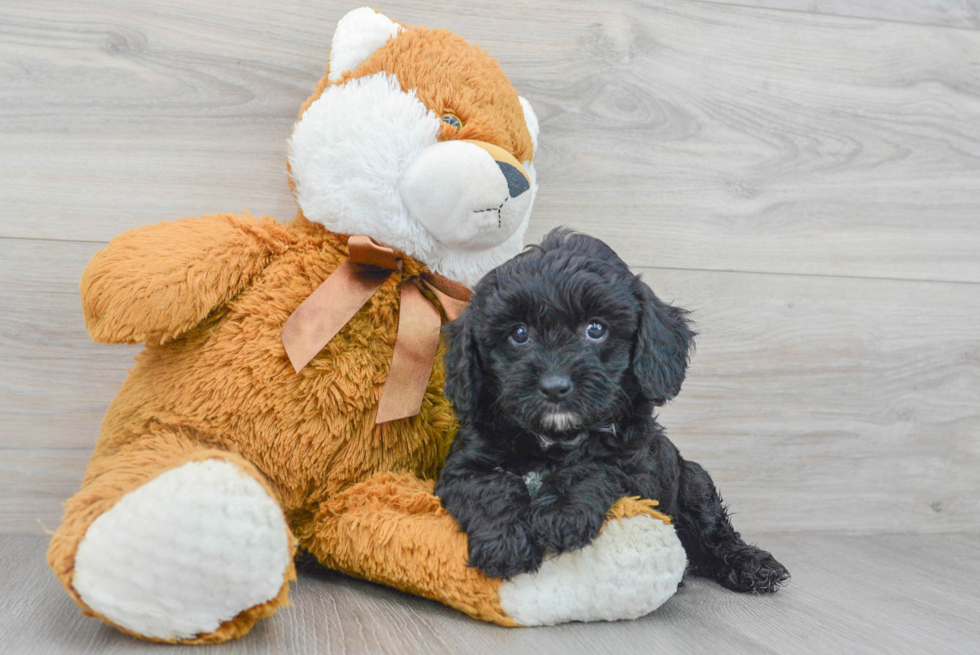 Funny Cavapoo Poodle Mix Pup