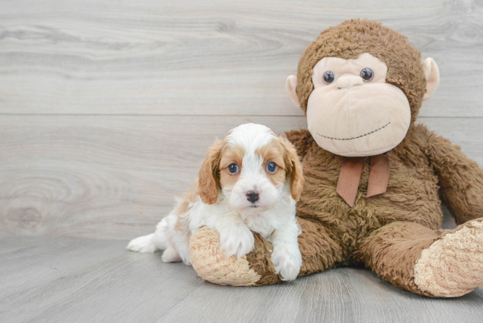 Cavapoo Pup Being Cute