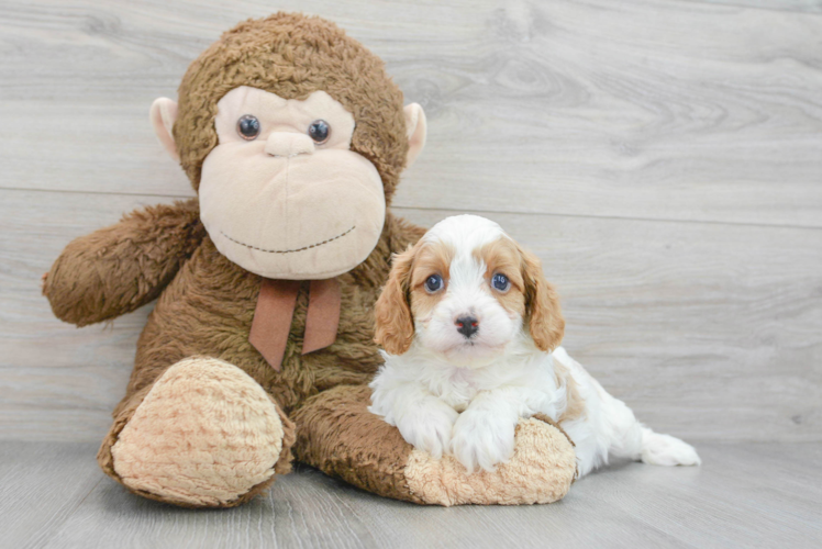 Adorable Cavoodle Poodle Mix Puppy