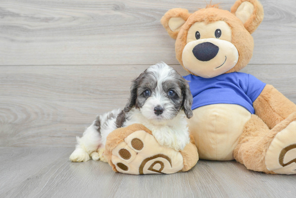 Sweet Cavapoo Baby