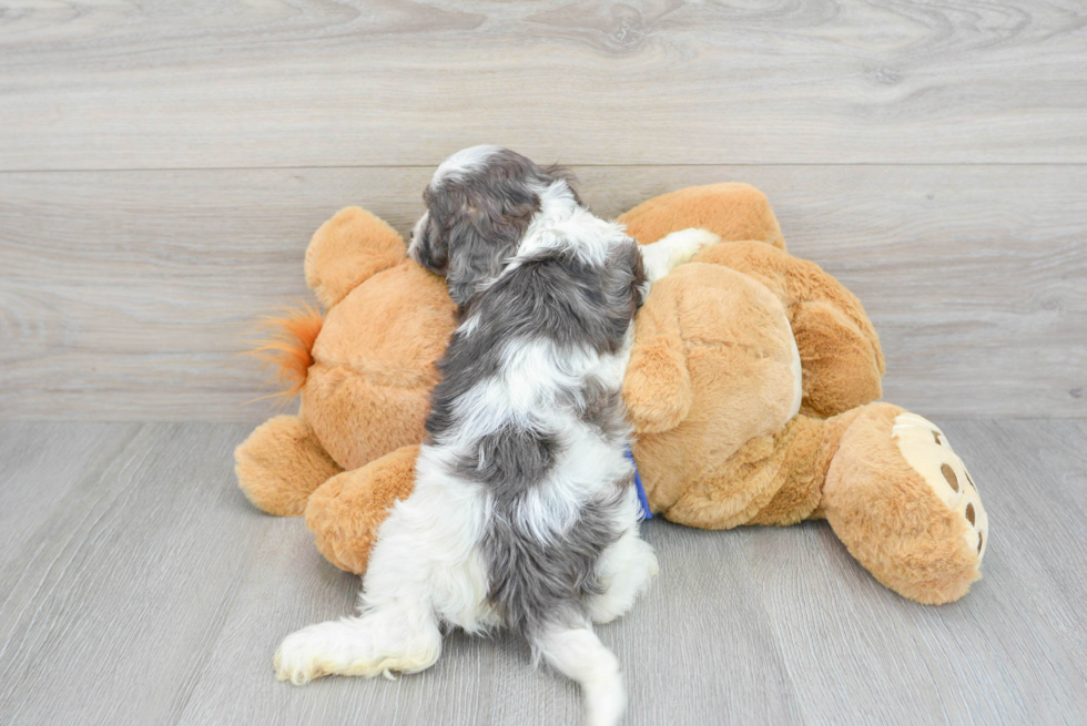 Fluffy Cavapoo Poodle Mix Pup