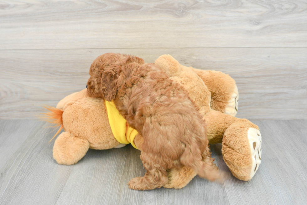 Fluffy Cavapoo Poodle Mix Pup