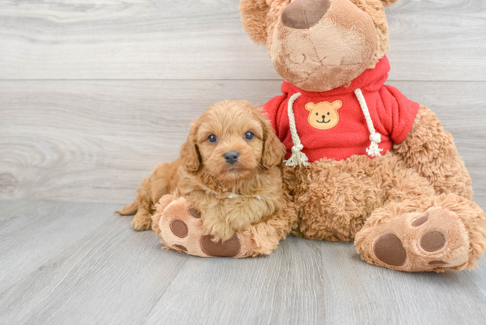 Popular Cavapoo Poodle Mix Pup