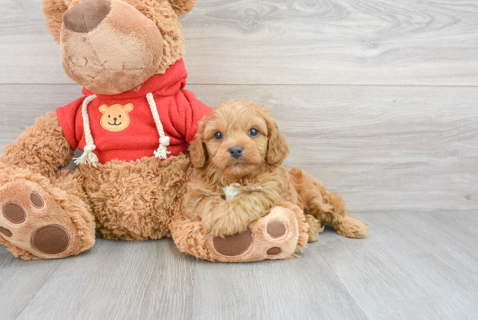 Cavapoo Puppy for Adoption