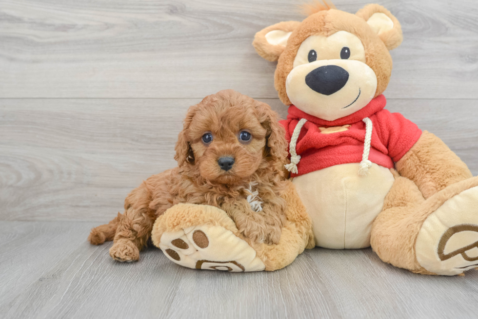 Funny Cavapoo Poodle Mix Pup