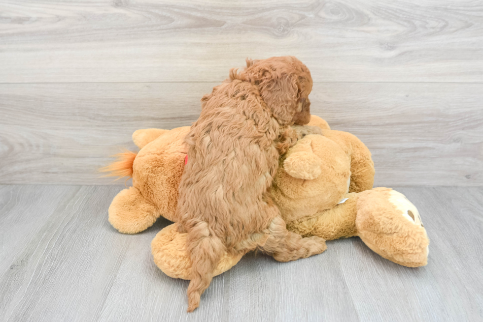 Energetic Cavoodle Poodle Mix Puppy