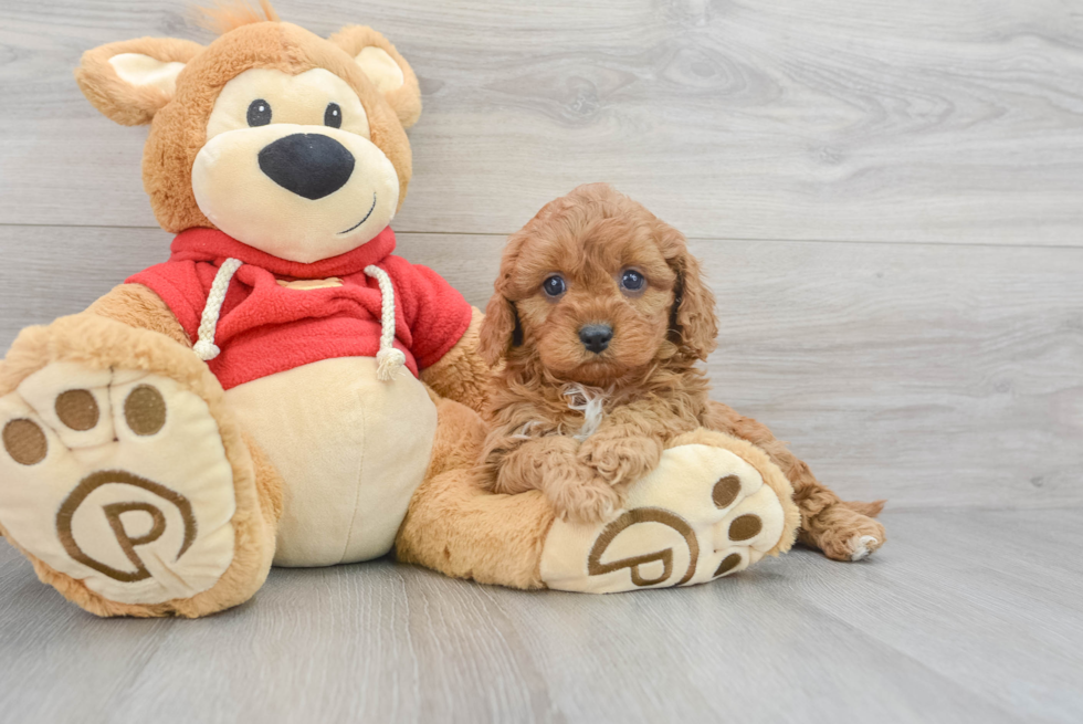 Cavapoo Puppy for Adoption