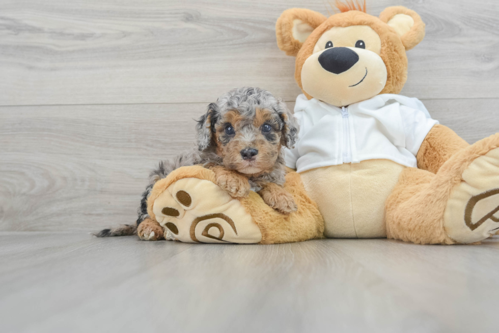 Cavapoo Puppy for Adoption