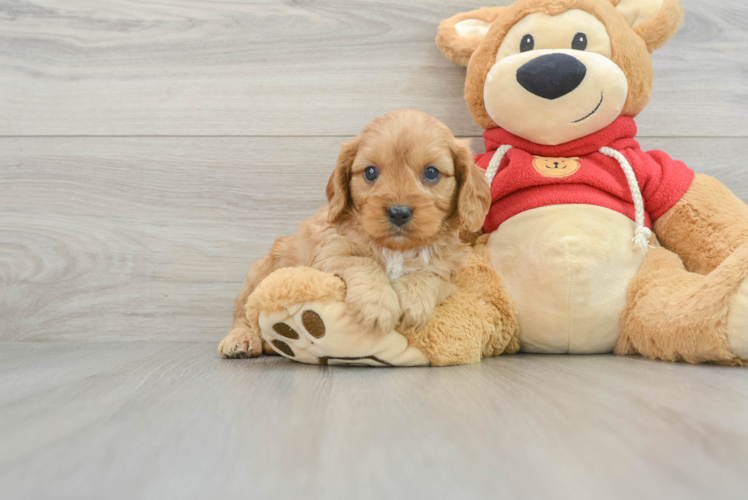 Cavapoo Pup Being Cute