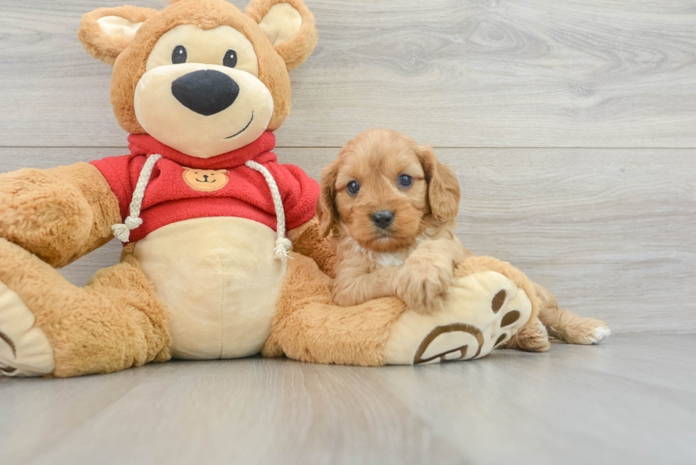 Fluffy Cavapoo Poodle Mix Pup