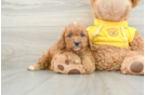 Cavapoo Pup Being Cute