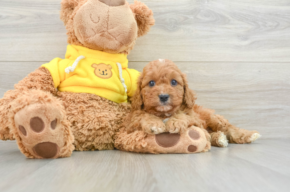 7 week old Cavapoo Puppy For Sale - Premier Pups