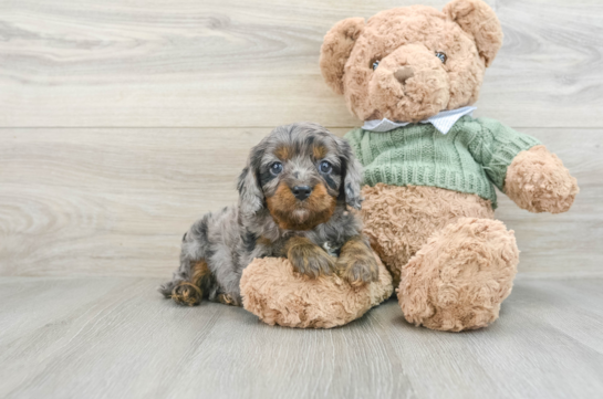 Best Cavapoo Baby