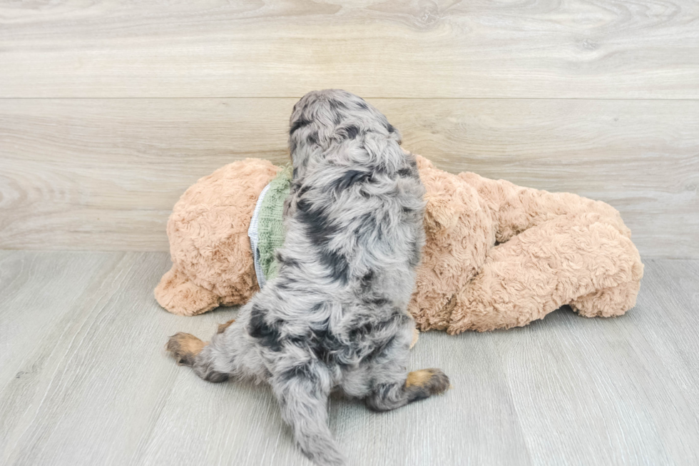 Funny Cavapoo Poodle Mix Pup