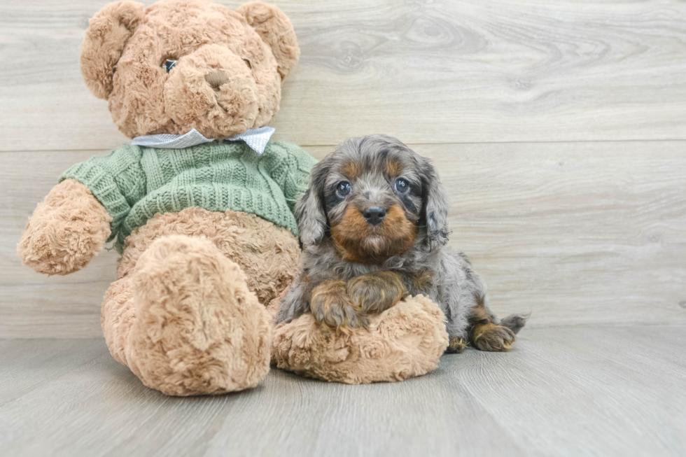 Best Cavapoo Baby